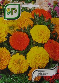 Tagetes