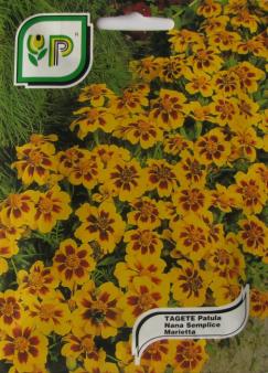 Tagetes Marietta