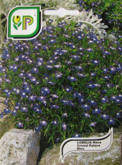 Lobelia Blue