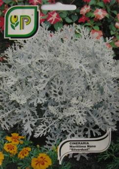 Cineraria (Silver Dust)