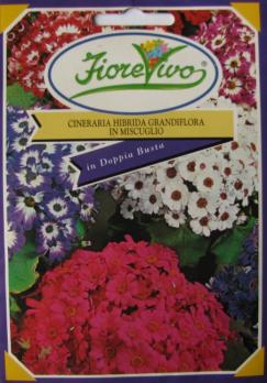 Cineraria Hyrbid Mix