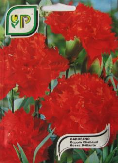 Carnation