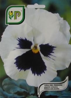 Pansy