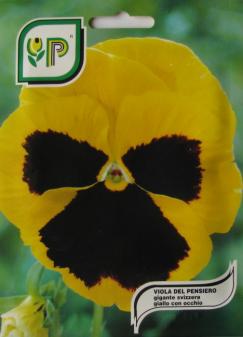 Pansy