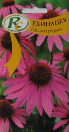 Echinacea