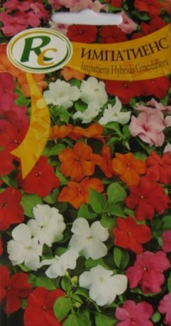 Impatiens