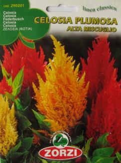 Celosia Plumosa