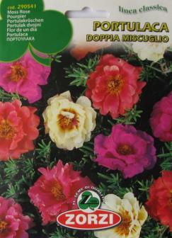 Portulaca