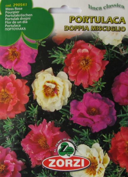 Portulaca