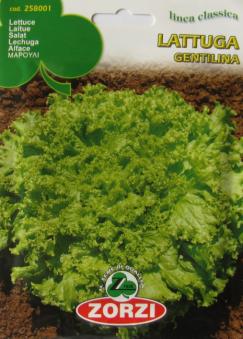 Lettuce Gentilina