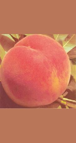 Peach Hale