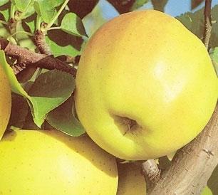 Apple Golden Delicious