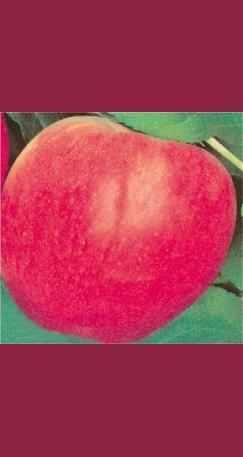 Apple Melrose
