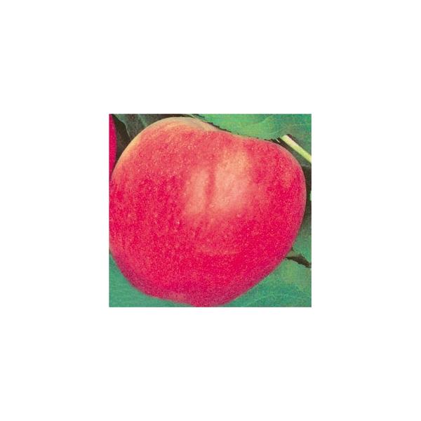 Ябълки Мелроуз