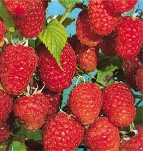 Raspberries