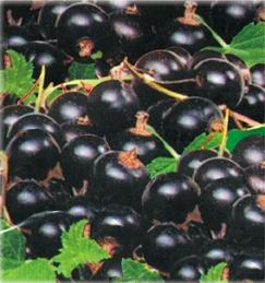 Black Currants