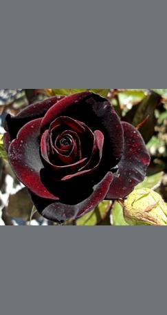 Роза Black Night