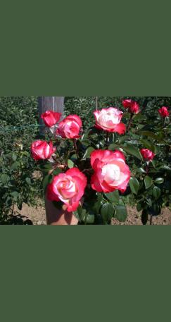Роза White Core