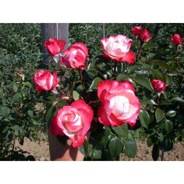 Роза White Core
