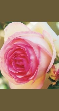 Роза Pink Bell