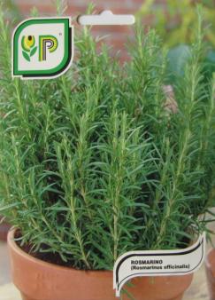 Rosemary